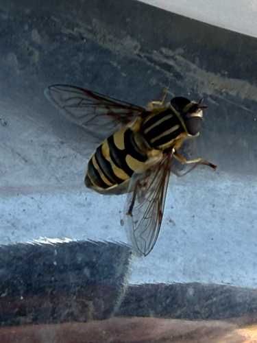Narrow-headed Marsh Fly