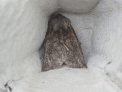 Orthosia incerta