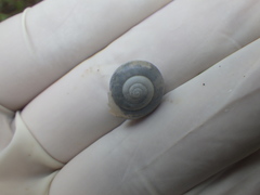 Dyakiidae