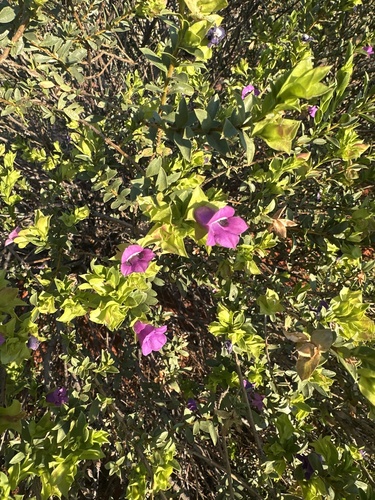 Eremophila willsii
