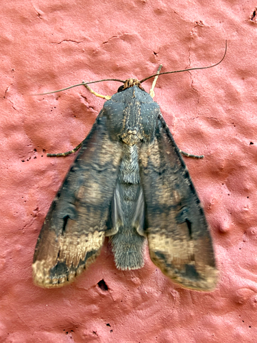 Ipsilon Dart Moth