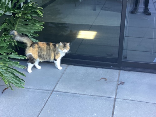 Domestic Cat