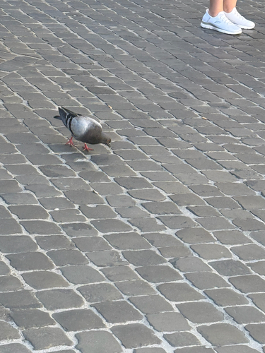 Rock Pigeon