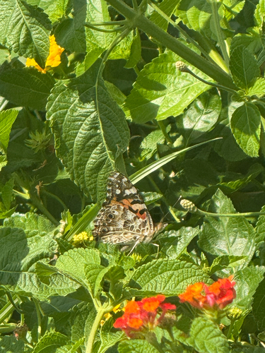 Painted Lady