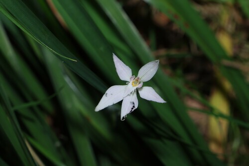 Caladenia latifolia, photograph 3