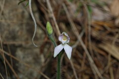 (c) Greg Tasney, some rights reserved (CC BY-SA) Caladenia latifolia, photograph (c) Greg Tasney, some rights reserved (CC BY-SA)