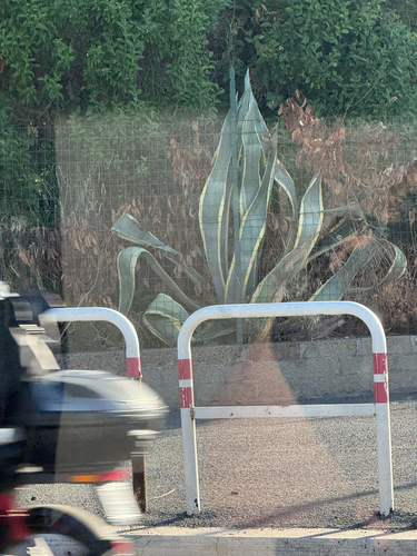 American century plant