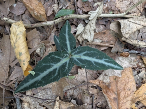 striped wintergreen