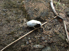 Dyakiidae