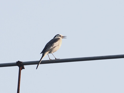 White Wagtail