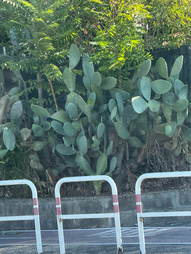 Indian fig opuntia