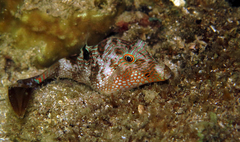 Canthigaster petersii