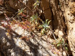 Dudleya saxosa collomiae