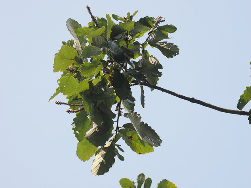 Quercus fabrei observed 2026-09-25