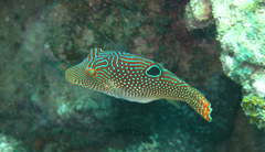 Canthigaster petersii