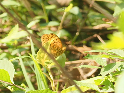 Tropical Fritillary