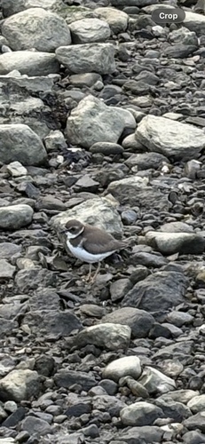 Semipalmated Plover