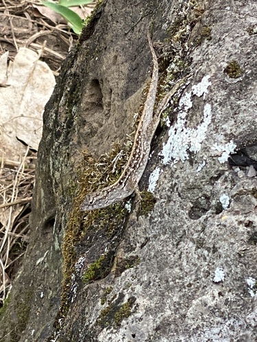 Anolis sagrei observed 2026-09-25
