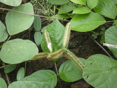 Calopogonium mucunoides