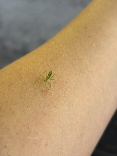 Pale Green Assassin Bug