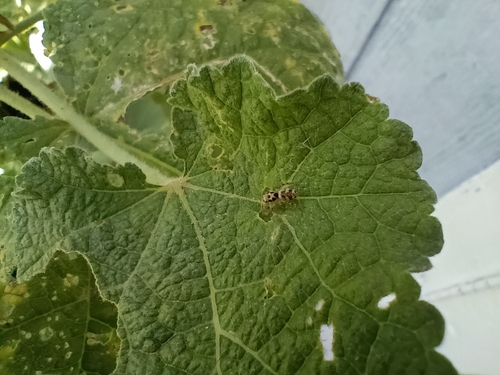 Zebra Jumping Spider