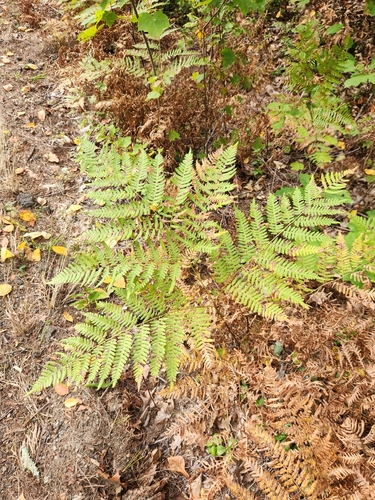 eagle fern