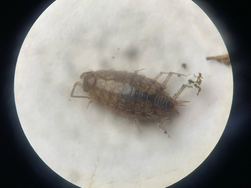 Philoscia affinis