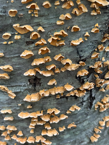 crowded parchment