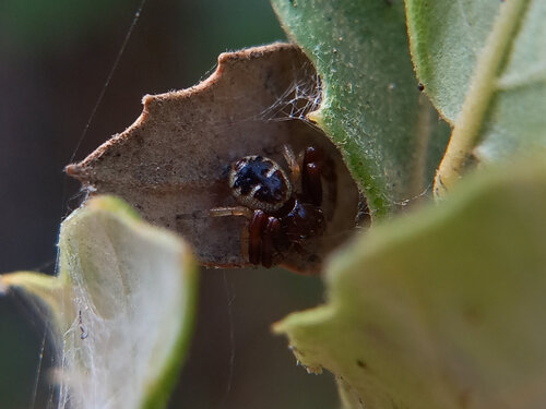 Napoleon Spider