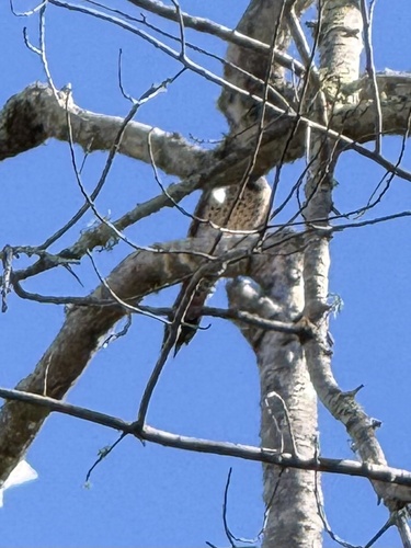Northern Flicker
