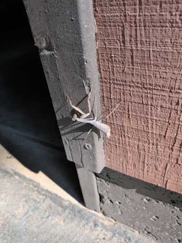 Arizona Mantis