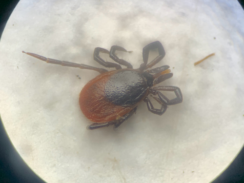 Castor Bean Tick