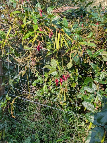 Kennedia rubicunda