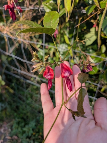 Kennedia rubicunda, photograph 2