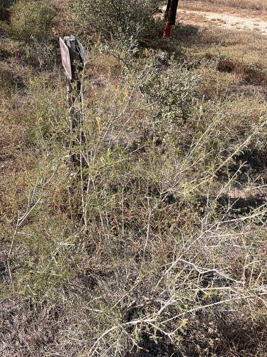 Texas Snakeweed