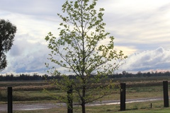 Platanaceae