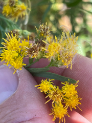 Euthamia occidentalis, photograph (c) crothfels, some rights reserved (CC BY)