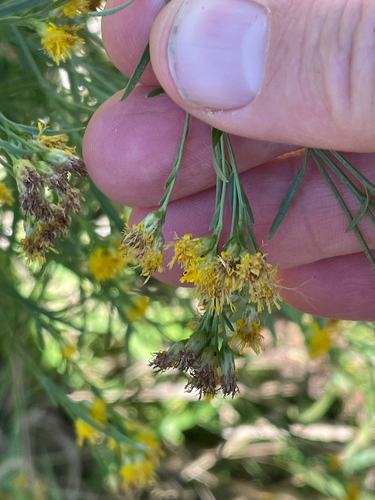 Euthamia occidentalis, photograph 1