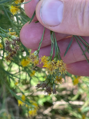Euthamia occidentalis
