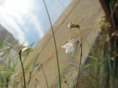 (c) zebedeugalinha, some rights reserved (CC BY) Acis autumnalis, photograph (c) zebedeugalinha, some rights reserved (CC BY)