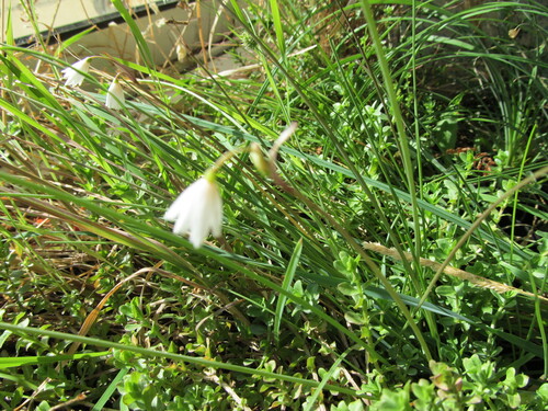 Acis autumnalis, photograph 2