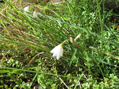(c) zebedeugalinha, some rights reserved (CC BY) Acis autumnalis, photograph (c) zebedeugalinha, some rights reserved (CC BY)