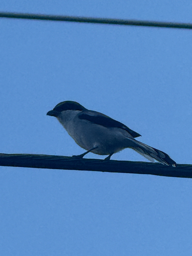 Loggerhead Shrike