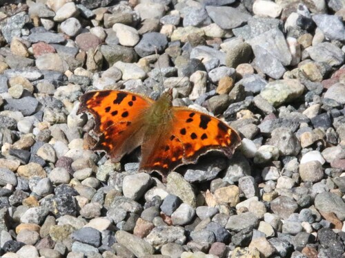 Eastern Comma