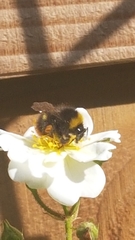 Bombus