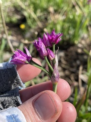 Allium gooddingii