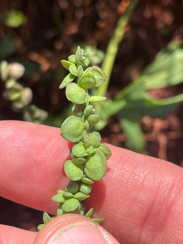 Atriplex micrantha