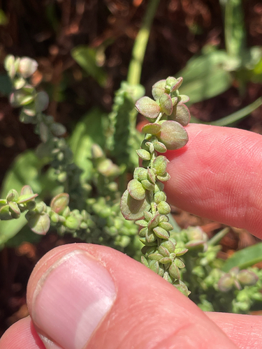 Atriplex micrantha, photograph 4