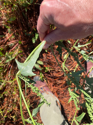 Atriplex micrantha, photograph 2