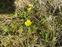 Potentilla erecta